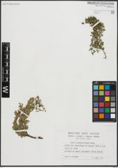 Foto von Salix serpyllifolia Scop.
